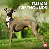 Greyhounds, Italian 2012 Square 12X12 Wall Calendar