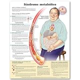 Metabolic Syndrome Anatomical Chart in Spanish (Síndrome metabólico)