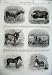 Buffalo Cow Pony Burmese Wethers Sheep Bullock 1864