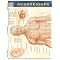 Most Popular Acupressure Therapy