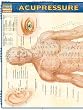 Acupressure: Reference Guide (Quickstudy: Academic)