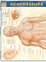 Acupressure: Reference Guide (Quickstudy: Academic)