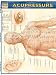 Acupressure: Reference Guide (Quickstudy: Academic)