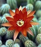 Orange Flowering Peanut Cactus -Chamaecereus silvestrii
