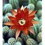 Orange Flowering Peanut Cactus