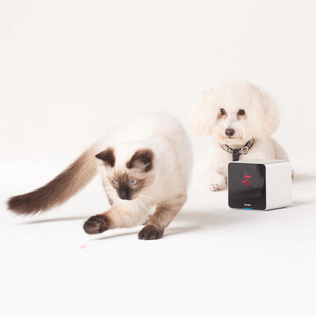 Petcube Interactive WiFi Pet Camera Home Improvement