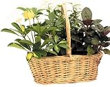 Lined Natural Willow Basket Organization for Plants/ Fruits/ Wine