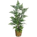 Forest Fern Silk Plant