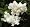 Japanese Tree Lilac 6 Seeds