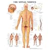 The Spinal Nerves Anatomical Chart