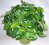 Review Silk Plants Plus.com 241247 / 16