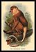 Sporting Goods : The Proboscis Monkey 24x36 Giclee