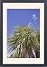 Framed Prints of MAB-766 Cabbage trees in flower by Lake Hawea from Ardea Wildlife Pets