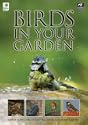 Birds in