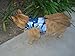 Mynwood Cat Jacket/Harness Blue Combat Adult Cat