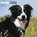 Border Collie Calendar - Breed Specific Border Collies Calendar - 2015 Wall calendars - Dog Calendars - Monthly Wall Calendar by Avonside
