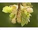 Photographic Prints of Beech, male flowers and young leaves from Ardea Wildlife Pets