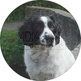 from Fridge Magnets Black and White Springer Spaniel Fridge Magnet Stocking Filler, Ref:AD-SS4FM