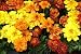 Tagetes, African Marigolds - 24