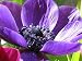 Anemone - 24