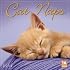 Cat Naps 2008 Wall Calendar