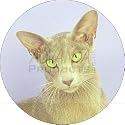 ORIENTAL KITTEN PRINT Fridge Magenet