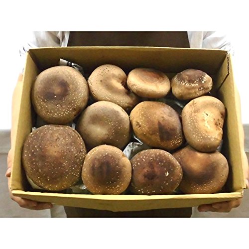 【予約】産地厳選 ”特大 ジャンボ生しいたけ” 約700g(冷蔵便)(入荷次第発送) 【予約】産地厳選 ”特大 ジャンボ生しいたけ” 約700g(冷蔵便)(入荷次第発送)