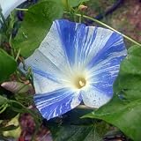 Amazon / Tropical Oasis: MORNING GLORY FLYING SAUCER IPOMOEA BULK 2000 seeds