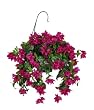 Artificial Violet/Fuchsia Bougainvillea Hanging Basket