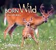 Born Wild in the Smokies