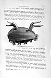 Natural History 1896 Holothurian Sea Cucumber Print 51lun9cKeQL. SL160 Natural History 1896 Holothurian Sea Cucumber Print