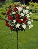 Rosenstämmchen  zwei auf eins , 1 Pflanze mit roten und weißen Blüten