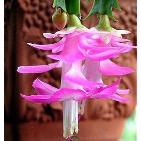 Pink Christmas Cactus Plant - Zygocactus - 4" pot