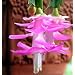 Pink Christmas Cactus Plant - Zygocactus - 4" pot