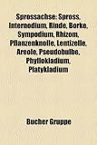 Sprossachse: Spross, Internodium, Rinde, Borke, Sympodium, Rhizom, Pflanzenknolle, Lentizelle, Areole, Pseudobulbe, Phyllokladium,