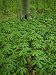 Mayapples, Berrien County, MI Photographic Poster Print by Willard Clay, 18x24