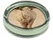 A MIGHTY RHINOCEROS PRINT Glass Paper Weight