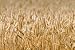 Grain Field - 36