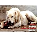 T�rschild FunSchild SE687 DIN A5 aus hochwertigem Alu-Dibond beschriftet sehr stabil ACHTUNG Hund Sivas Kangal
