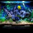 Analog Aquarium Image of Analog Aquarium