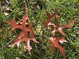 Red Oak Leaves in the Green Grass, New York Stretched Canvas Poster Print by Stacy Gold, 18x24