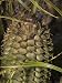 Close-Up of Sago-Palm Fruit, Zamiaceae Encephalartos Ferox, Santa Barbara, California...
