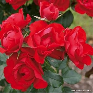 Black Forest-Rose Foto Pflanzmich