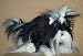 shih tzu - Animal Alley : Shih-Tzu Plush Toy