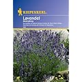 Lavendel Lavandula angustifolia mehrj�hrig