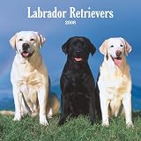 Labrador Retrievers 2008 Square Wall Calendar