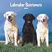 Labrador Retrievers 2008 Square Wall Calendar