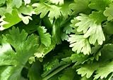 Wallmonkeys Peel and Stick Wall Decals - Coriander Leaves - 24"W x 17"H Removable Graphic