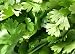 Coriander Leaves - 24