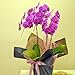 �ԍH�[�ԑ���G�[�f�����C�X �t�����[�M�t�g �Ӓ���3�{���s���N�k��ɑ���Ԕ�2009